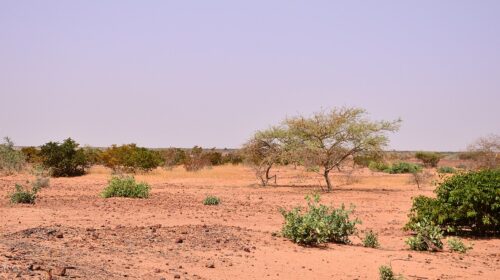 Semi-arid_Niger