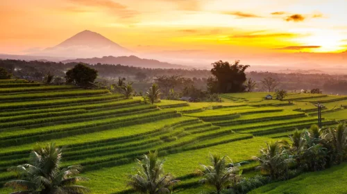 Jatiluwih-Rice-Terrace